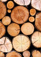 Holz für Saunaofen